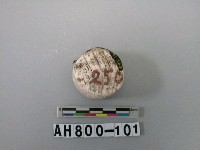 藏品(螺類)的圖片